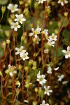 Nuttall's Saxifrage blossoms