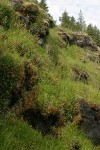 Nuttall's Saxifrage on moist cliff