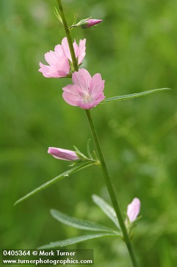 Sidalcea campestris