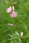 Meadow Checker Mallow