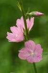 Meadow Checker Mallow blossoms