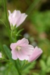 Meadow Checker Mallow blossoms