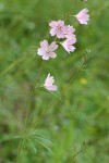 Meadow Checker Mallow