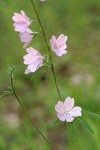 Meadow Checker Mallow