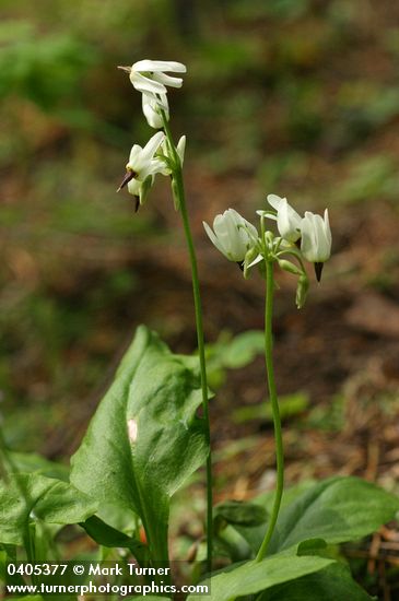 Dodecatheon dentatum