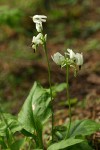 White Shooting Star
