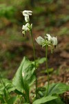 White Shooting Star