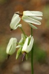 White Shooting Star blossoms detail