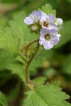 Bolander's Phacelia