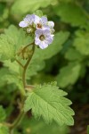 Bolander's Phacelia