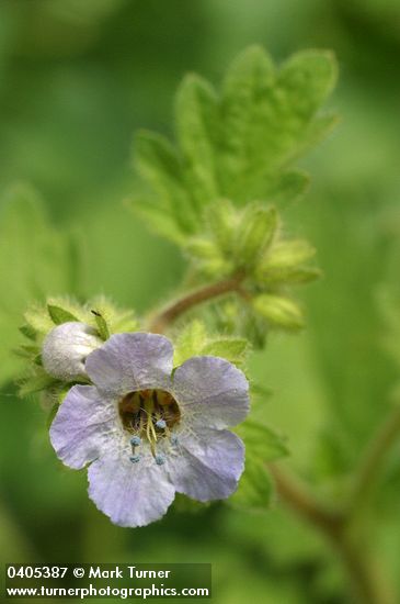 Phacelia bolanderi