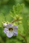 Bolander's Phacelia blossom