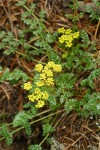 Hall's Desert Parsley