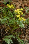 Hall's Desert Parsley