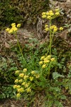 Hall's Desert Parsley