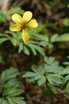 Cut-leaf Violet