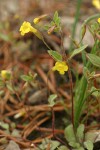 Candelabrum Monkeyflower