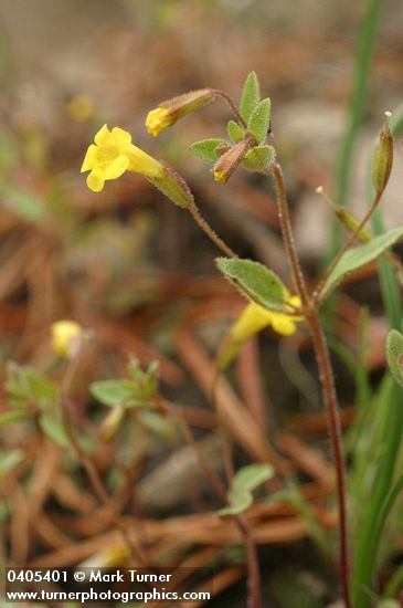 Mimulus pulsiferae