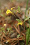 Candelabrum Monkeyflower