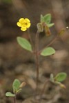 Candelabrum Monkeyflower