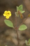 Candelabrum Monkeyflower blossom & foliage detail