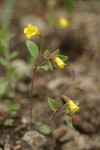 Candelabrum Monkeyflower