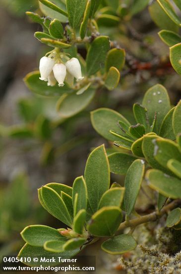 Arctostaphylos nevadensis