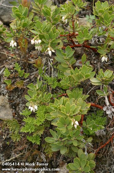 Arctostaphylos nevadensis