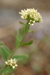 Common Bastard Toad-flax blossoms & foliage