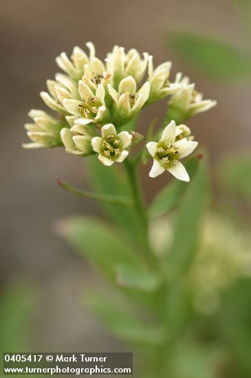 Comandra umbellata ssp. californica