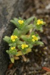 Small-headed Tarweed