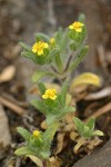 Small-headed Tarweed