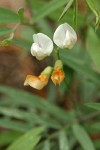 Mountain Pea blossoms & foliage