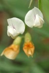 Mountain Pea blossoms detail