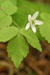 Western Wood Anemone (white form)