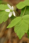 Western Wood Anemone (white form)