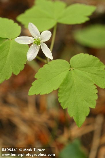 Anemone lyallii