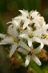 Bog Buckbean blossoms detail