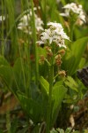 Bog Buckbean