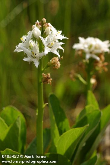 Menyanthes trifoliata