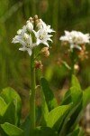 Bog Buckbean