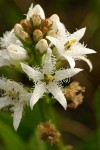 Bog Buckbean blossoms detail