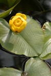 Yellow Pond Lily