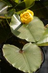 Yellow Pond Lily