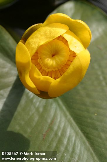 Nuphar polysepala