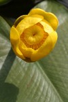 Yellow Pond Lily blossom detail