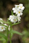 Popcorn Flower