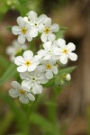 Popcorn Flower blossoms detail