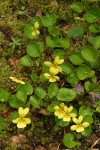 Round-leaved Yellow Violet