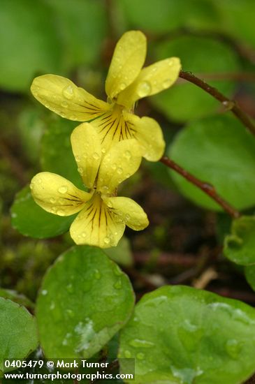 Viola orbiculata